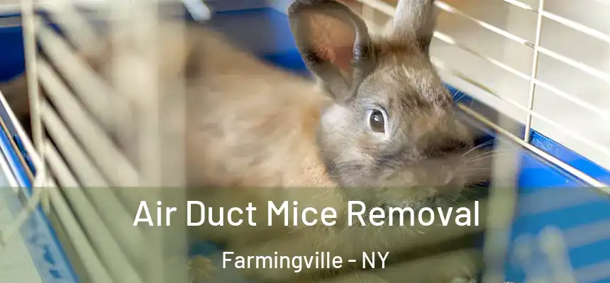  Air Duct Mice Removal Farmingville - NY